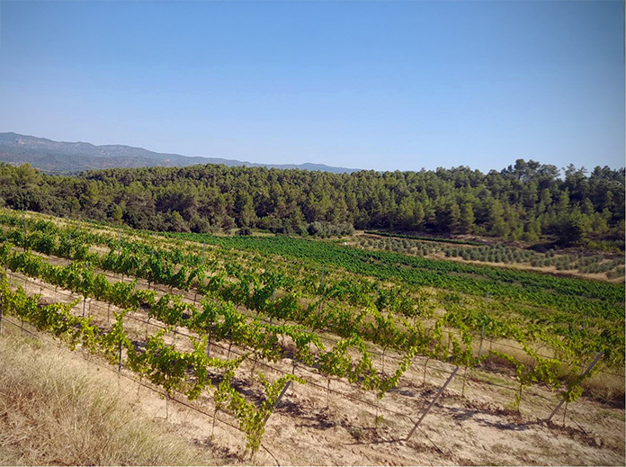 Visita a los viñedos